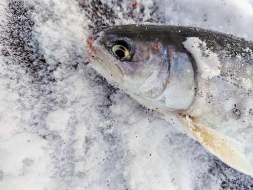 アメマスの釣果