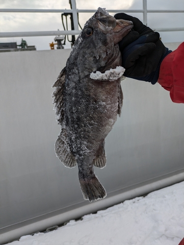 クロソイの釣果