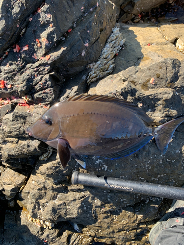 サンノジの釣果