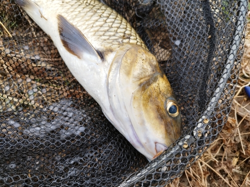 ニゴイの釣果