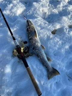 アメマスの釣果