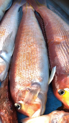 アマダイの釣果