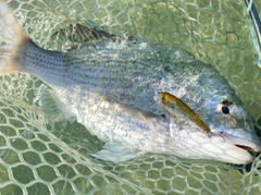 オキナワキチヌの釣果