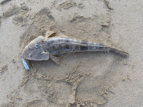 マゴチの釣果