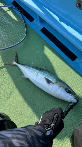 ハマチの釣果