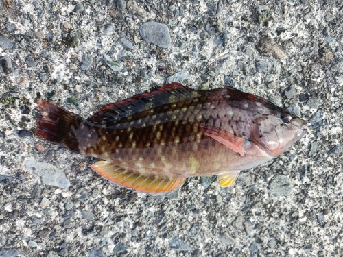 ホシササノハベラの釣果