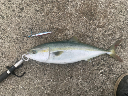 ハマチの釣果