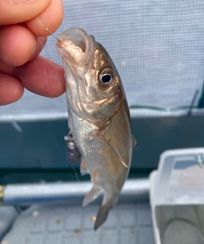 ウグイの釣果