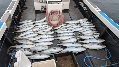 ブリの釣果