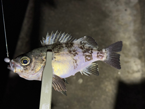 アオメバルの釣果