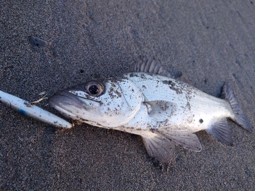 フッコ（ヒラスズキ）の釣果