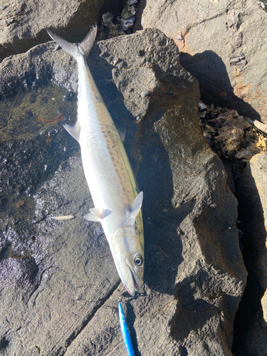 サゴシの釣果