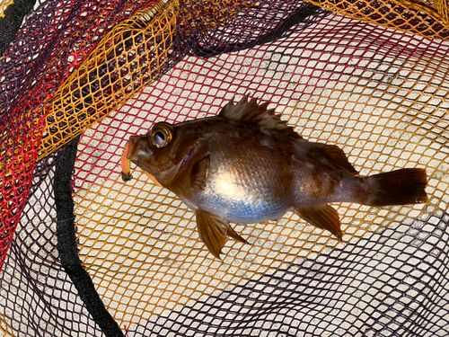 メバルの釣果