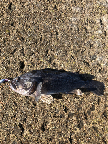 クロソイの釣果