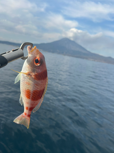 タマガシラの釣果