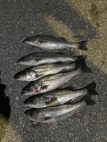 シーバスの釣果