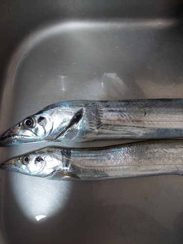 タチウオの釣果