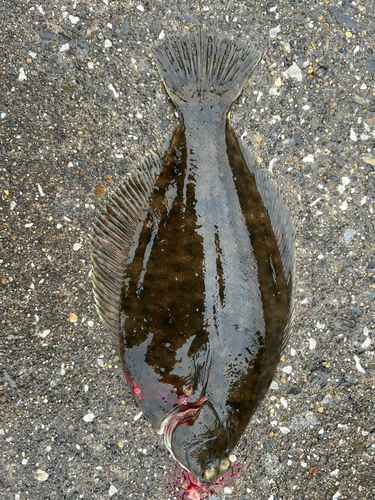 カレイの釣果