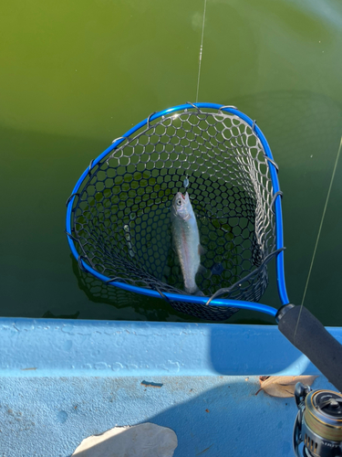 トラウトの釣果