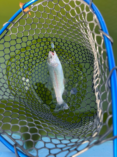 トラウトの釣果