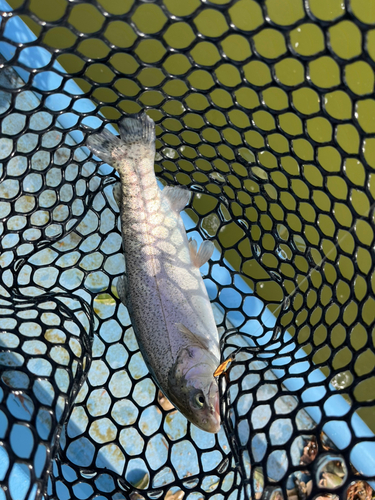 トラウトの釣果