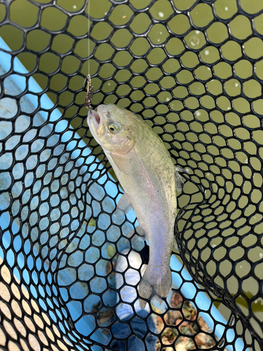 トラウトの釣果