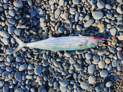 サゴシの釣果