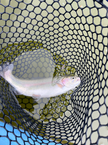 トラウトの釣果