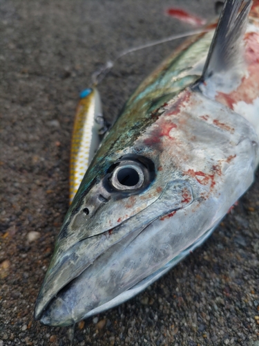 サゴシの釣果