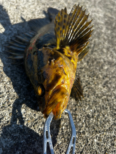 ベッコウゾイの釣果