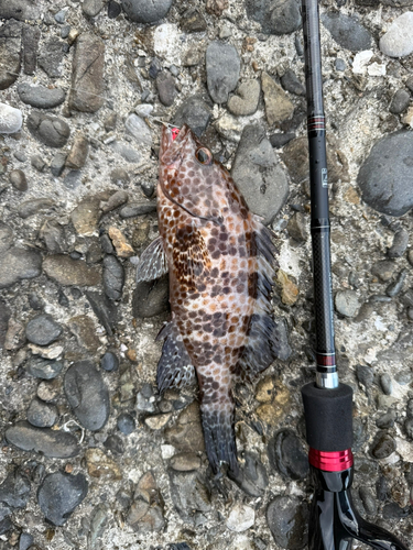 オオモンハタの釣果