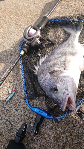 キビレの釣果