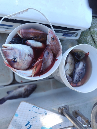 マダイの釣果