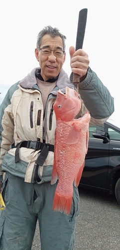 コブダイの釣果