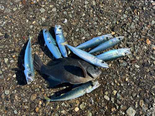 サバの釣果