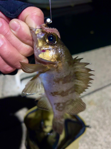 メバルの釣果