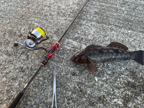 アイナメの釣果