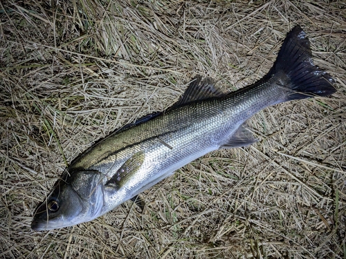 フッコ（マルスズキ）の釣果