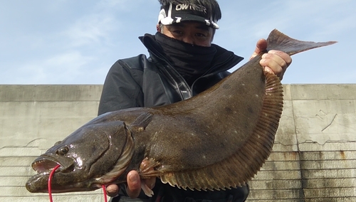 ヒラメの釣果