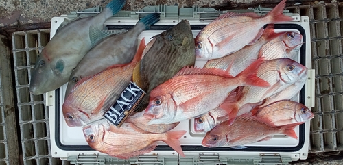 ハナダイの釣果