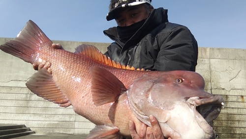 コブダイの釣果