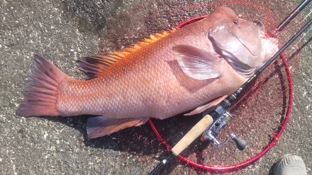 まっくす　さんの釣果 2枚目の画像
