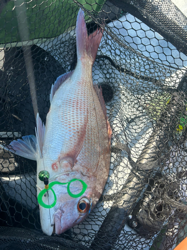 タイの釣果