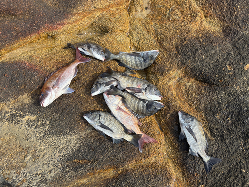 チヌの釣果