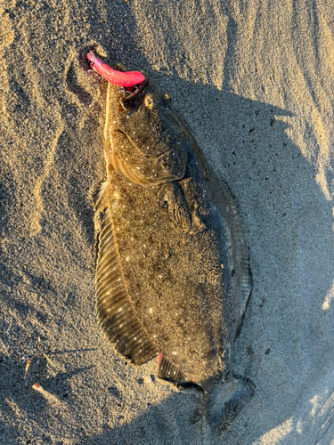 ヒラメの釣果