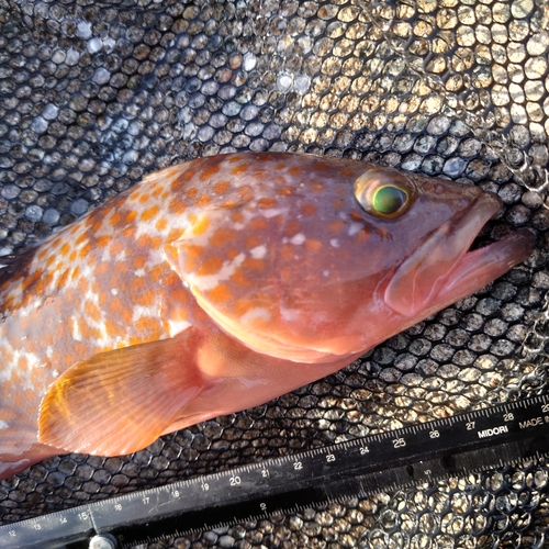 キジハタの釣果