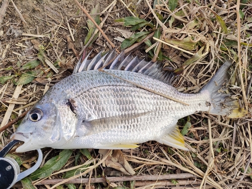 キビレの釣果