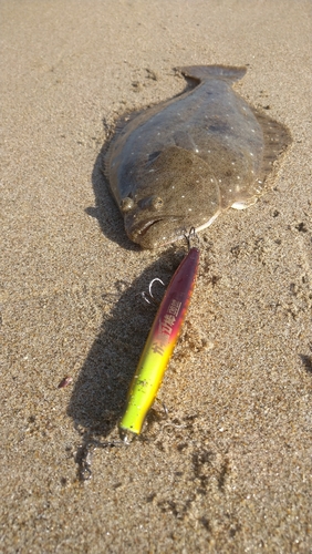 ソゲの釣果