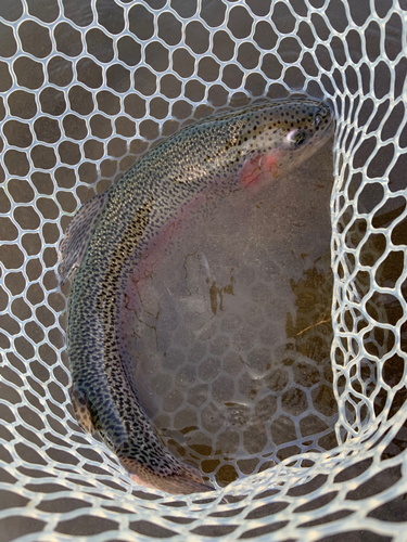 ニジマスの釣果