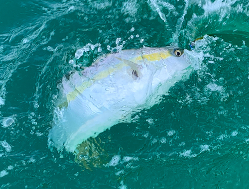 メジロの釣果